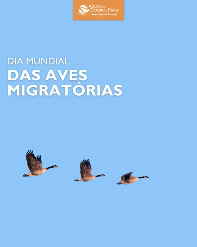 Na AdDP, acreditamos que proteger as aves migratórias significa cuidar do nosso património natural.
Este ano, sob o tema “Partilhar Espaços, Criar Cidades e Comunidades Amigas das Aves”, assinalamos a importância de promover ambientes urbanos mais sustentáveis e acolhedores para a biodiversidade.
A conservação da natureza é um dever de todos e um compromisso que renovamos diariamente.
 #addp #aguasdodouroepaiva #sustentabilidade #AvesMigratórias