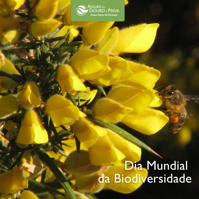 Hoje assinalamos o Dia Mundial da Biodiversidade.
Na natureza, tudo está interligado — tal como a abelha depende da flor, a água é essencial à vida.
Proteger a biodiversidade é também garantir água limpa e um futuro mais sustentável.